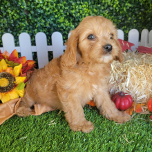 Cavapoo Puppy Ron