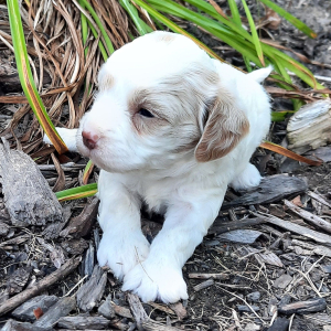 Cavapoo Puppy Emily
