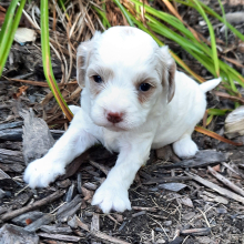 Cavapoo Puppy Emily
