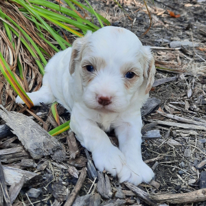 Cavapoo Puppy Emily