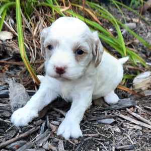 Cavapoo Puppy Emily