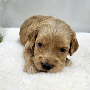Goldendoodle Puppy Polly