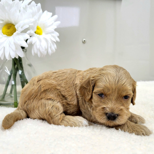 Goldendoodle Puppy Polly