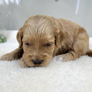 Goldendoodle Puppy Polly