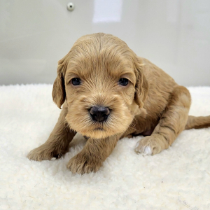 Goldendoodle Puppy Polly