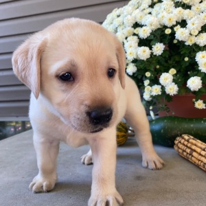 Labrador Retriever Puppy Sam