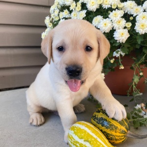 Labrador Retriever Puppy Sam