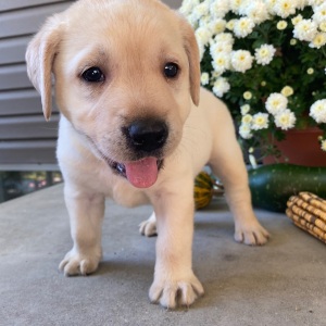Labrador Retriever Puppy Sam