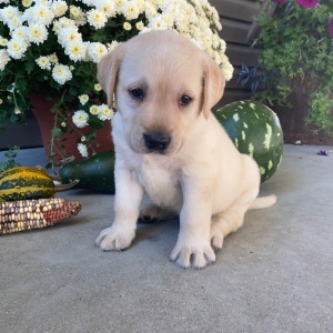 Labrador Retriever Puppy Sam