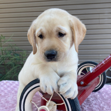 Labrador Retriever Puppy Sam