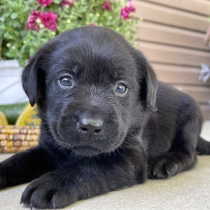 Labrador Retriever Puppy Teddy