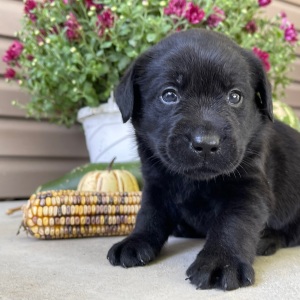 Labrador Retriever Puppy Teddy