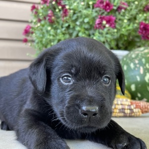 Labrador Retriever Puppy Teddy