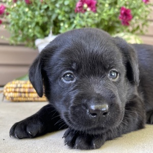 Labrador Retriever Puppy Teddy