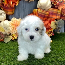 Coton de Tulear Puppy Nico
