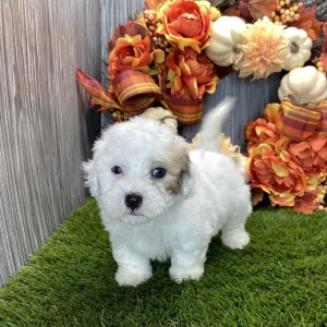 Coton de Tulear Puppy Nico