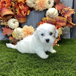 Coton de Tulear Puppy Nico