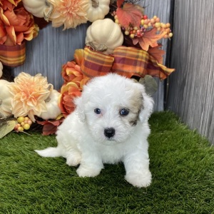 Coton de Tulear Puppy Nico