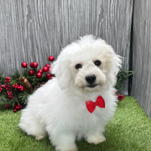 Coton de Tulear Puppy Nico