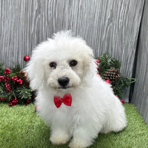 Coton de Tulear Puppy Nico