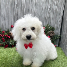 Coton de Tulear Puppy Nico