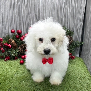Coton de Tulear Puppy Nico