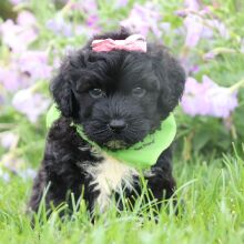 Portuguese Water Dog Puppy Candle