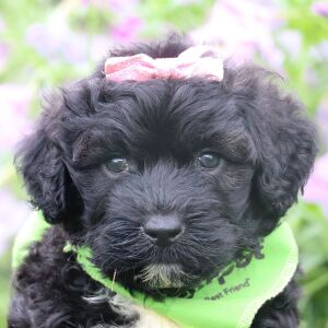 Portuguese Water Dog Puppy Candle