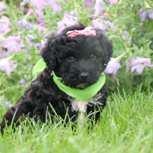 Portuguese Water Dog Puppy Candle