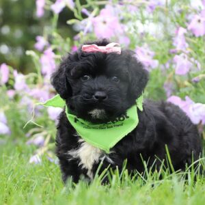 Portuguese Water Dog Puppy Candle