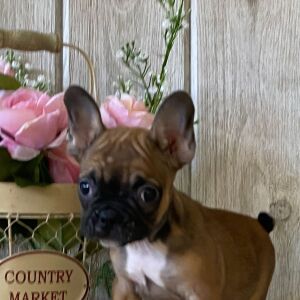 French Bulldog Puppy Mable