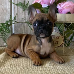 French Bulldog Puppy Mable