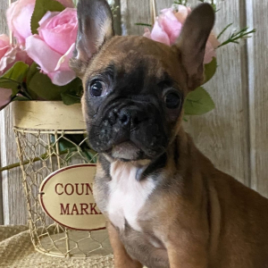 French Bulldog Puppy Mable