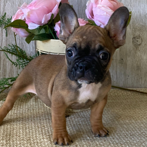 French Bulldog Puppy Mable