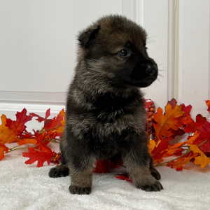 German Shepherd Dog Puppy Magnum