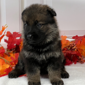 German Shepherd Dog Puppy Magnum