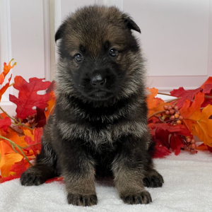 German Shepherd Dog Puppy Magnum