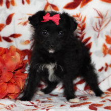 Yorkiepoo Puppy Ramona