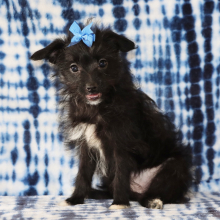 Yorkiepoo Puppy Ramona