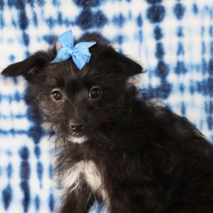 Yorkiepoo Puppy Ramona
