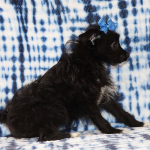 Yorkiepoo Puppy Ramona
