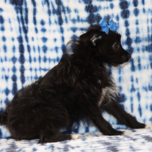 Yorkiepoo Puppy Ramona