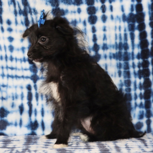 Yorkiepoo Puppy Ramona
