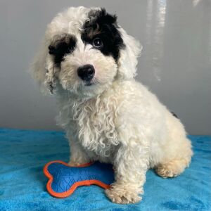 Poodle Puppy Scout