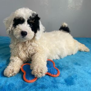 Poodle Puppy Scout