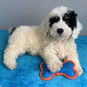 Poodle Puppy Scout
