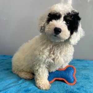 Poodle Puppy Scout