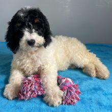 Poodle Puppy Scarlett