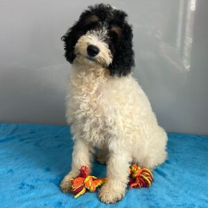Poodle Puppy Scarlett