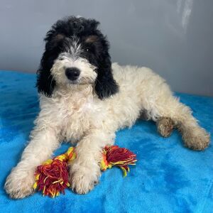 Poodle Puppy Scarlett